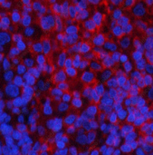 Иммунофлуоресценция, Phospho-PI 3 kinase p85 alpha /gamma (Tyr467/199), ткань селезенки крысы