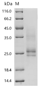 SDS-PAGE