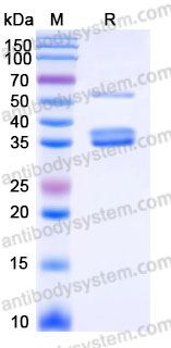 EHA44801, SDS-PAGE