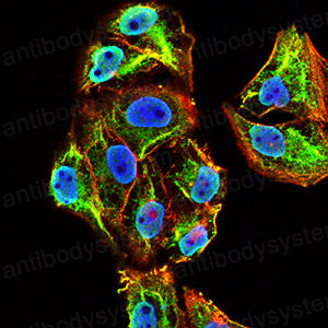 Валидация IF - AntibodySystem RHN99402