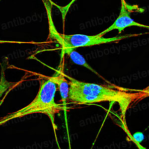 Валидация IF - AntibodySystem RHC09001