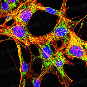 Валидация IF - AntibodySystem RHG85602 (1275)