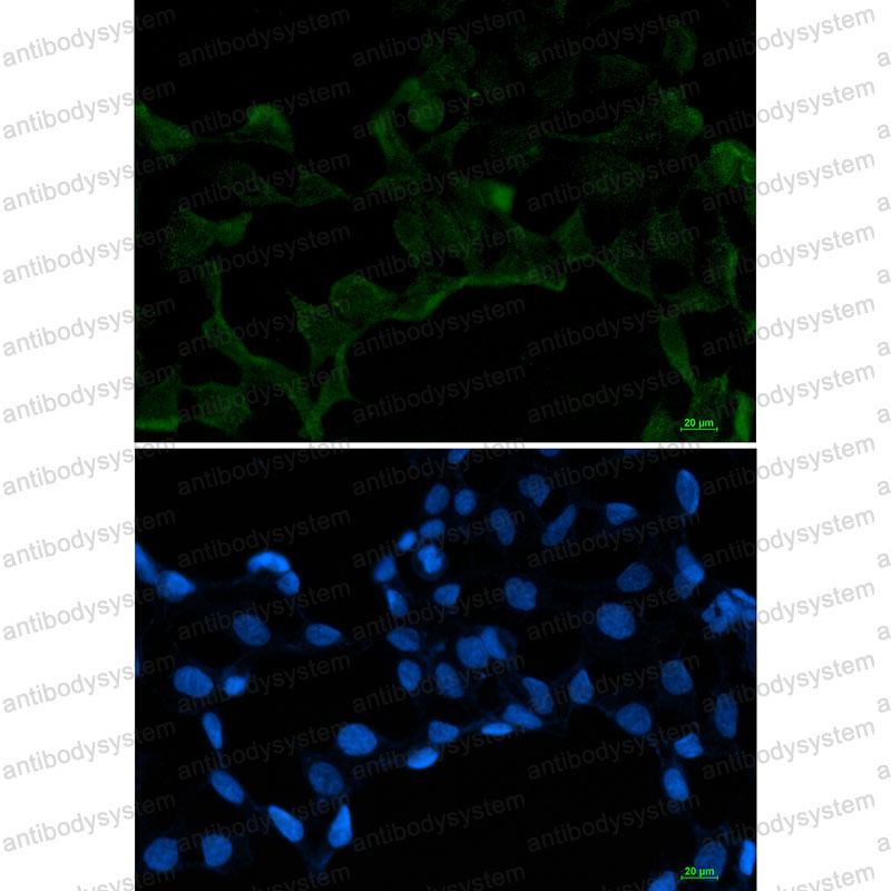Валидация IF - AntibodySystem RHG14301