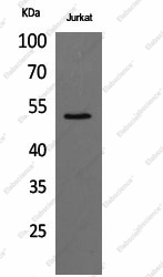 Вестерн-блоттинг, alpha Tubulin, клетки Jurkat