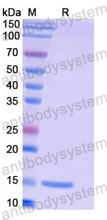 Валидация SDS-PAGE - AntibodySystem RHF64101