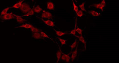 Валидация AssayVector ARM1670(1862)