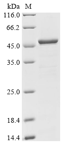 SDS-PAGE