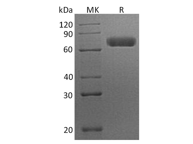 Валидация Elabscience PKSH033689(3969)