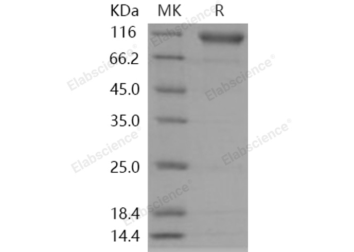 Валидация Elabscience PKSH030994(1807)