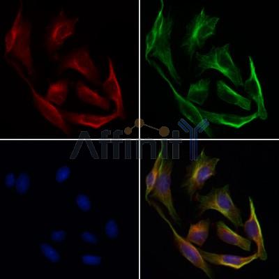 Валидация Affinity DF7932 - 19767