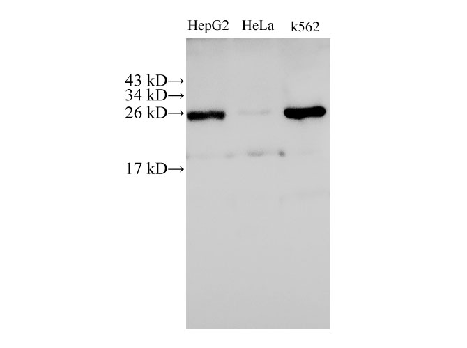 Вестерн-блоттинг, C21orf33, клетки HepG2, HeLa и K562