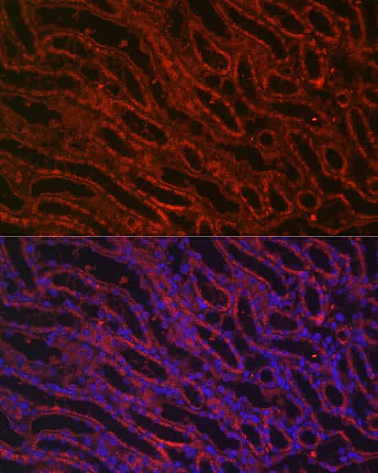 Валидация Elabscience E-AB-90023