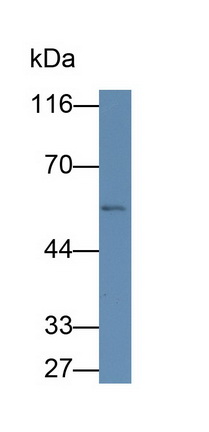 28338