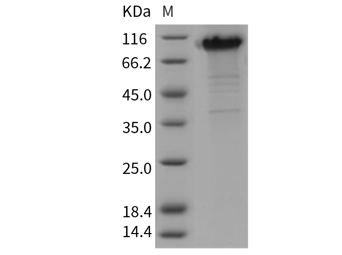 Валидация Elabscience PKSR030412(5746)