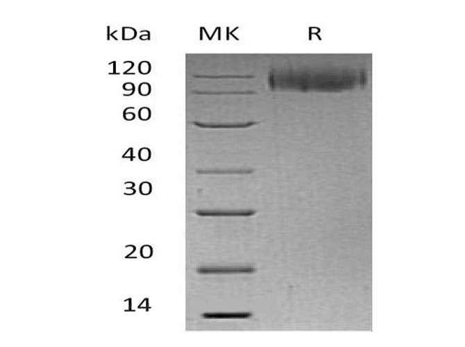 Валидация Elabscience PKSH032683(3115)
