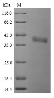 SDS-PAGE