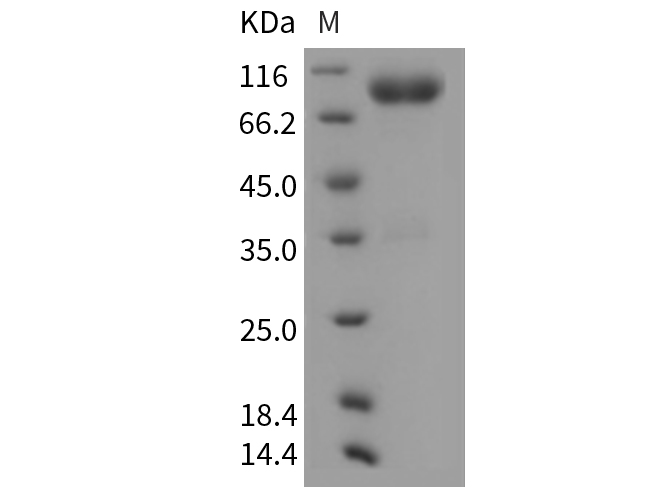 Валидация Elabscience PKSM040368(4370)