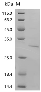 SDS-PAGE