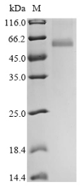 SDS-PAGE