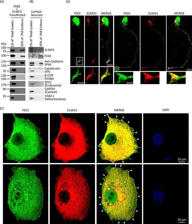Валидация AssayVector ARM1441(1280)
