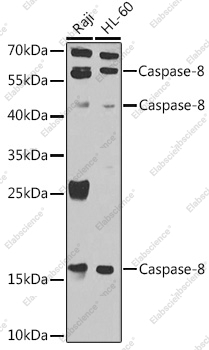 Вестерн-блоттинг, Caspase-8, различные клеточные линии