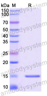 Валидация SDS-PAGE - AntibodySystem RHD37501
