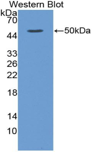 51480