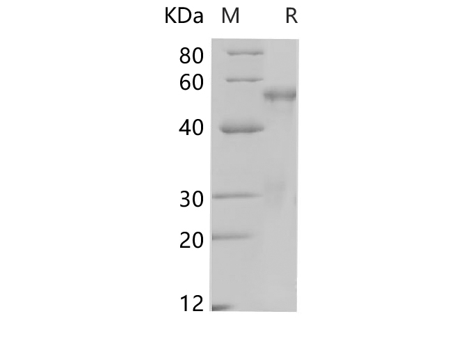Валидация Elabscience PDEH100685(163)