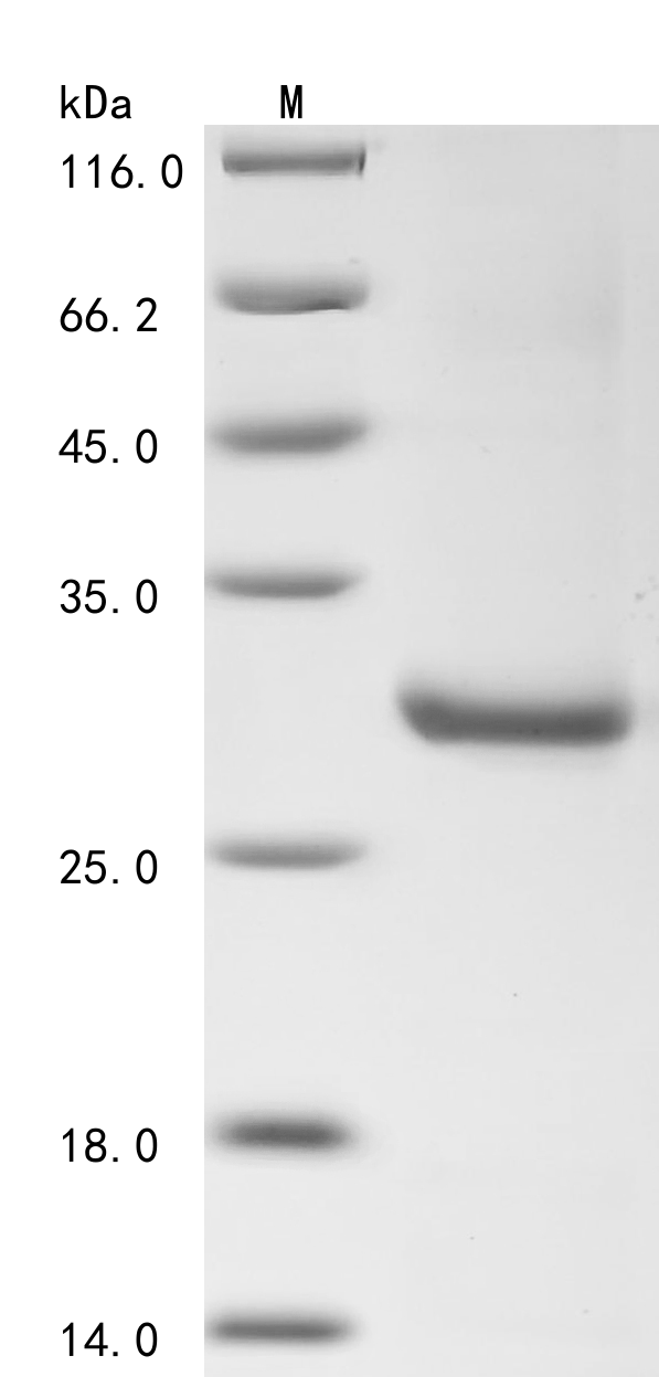 SDS-PAGE