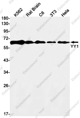 Вестерн-блоттинг, YY1, клетки K562, мозг крысы, C6, 3T3, HeLa