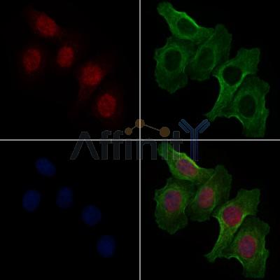 Валидация Affinity AF7950 - 4707