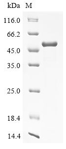 SDS-PAGE