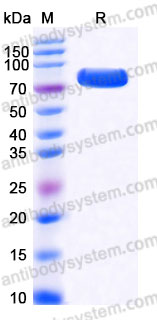EHA81001, SDS-PAGE