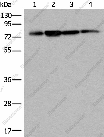 Вестерн-блоттинг, PHF21A, клетки 293T, HeLa и A375