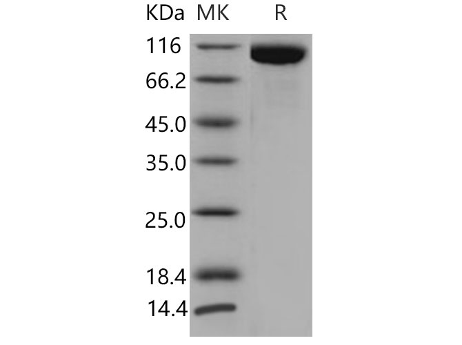 Валидация Elabscience PKSM040834(4798)