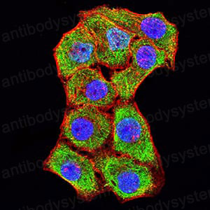 Валидация IF - AntibodySystem RHD33106 (612)