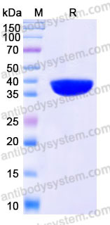 YHD24302, SDS-PAGE