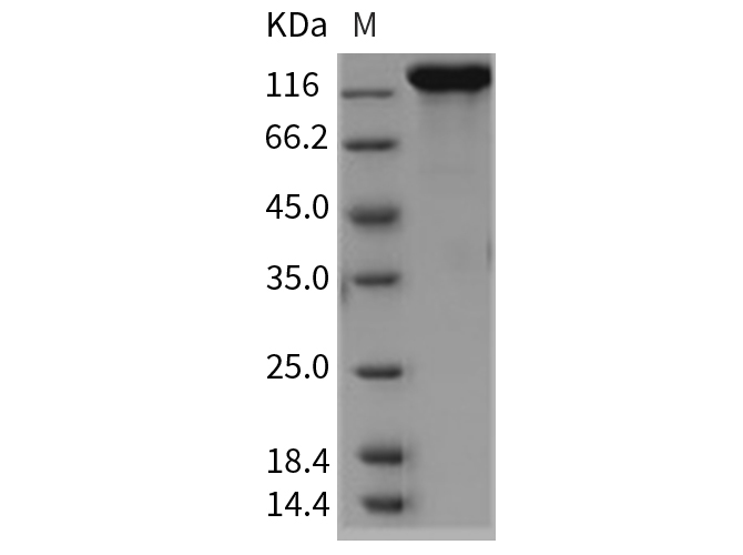 Валидация Elabscience PKSR030239(5596)