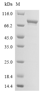 SDS-PAGE