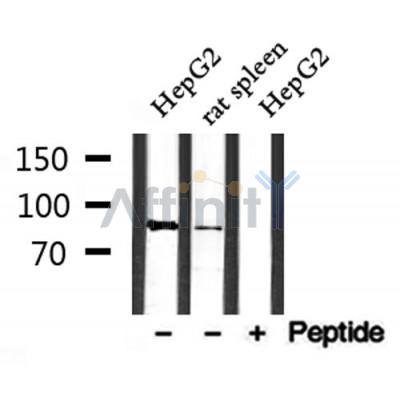 Валидация Affinity DF9947 - 22952