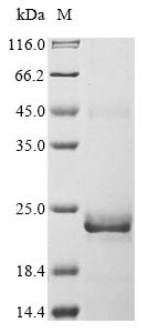 SDS-PAGE