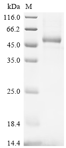 SDS-PAGE