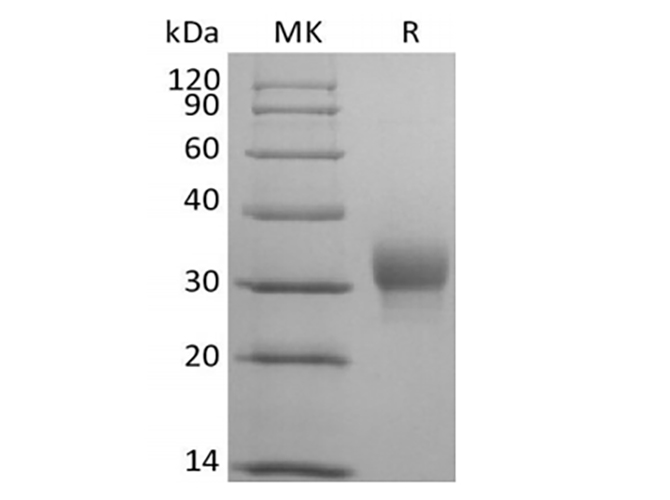 Валидация Elabscience PKSH033963(4193)
