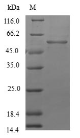 SDS-PAGE