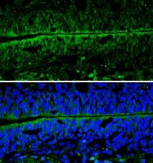 Валидация AssayVector ARM2581(4678)