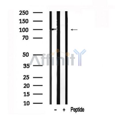 Валидация Affinity AF7583 - 4247