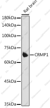 Вестерн-блоттинг, CRMP1, ткань мозга крысы