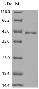 SDS-PAGE