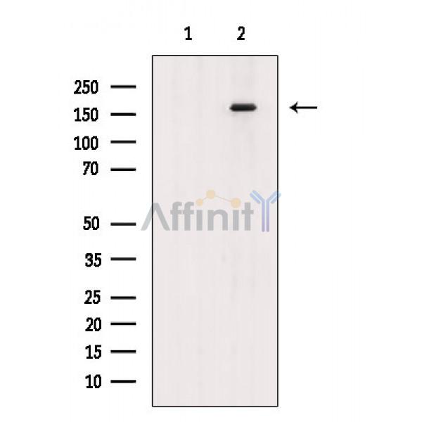 Валидация Affinity AF6729 - 3980