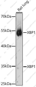 Вестерн-блоттинг, XBP1, различные клеточные линии